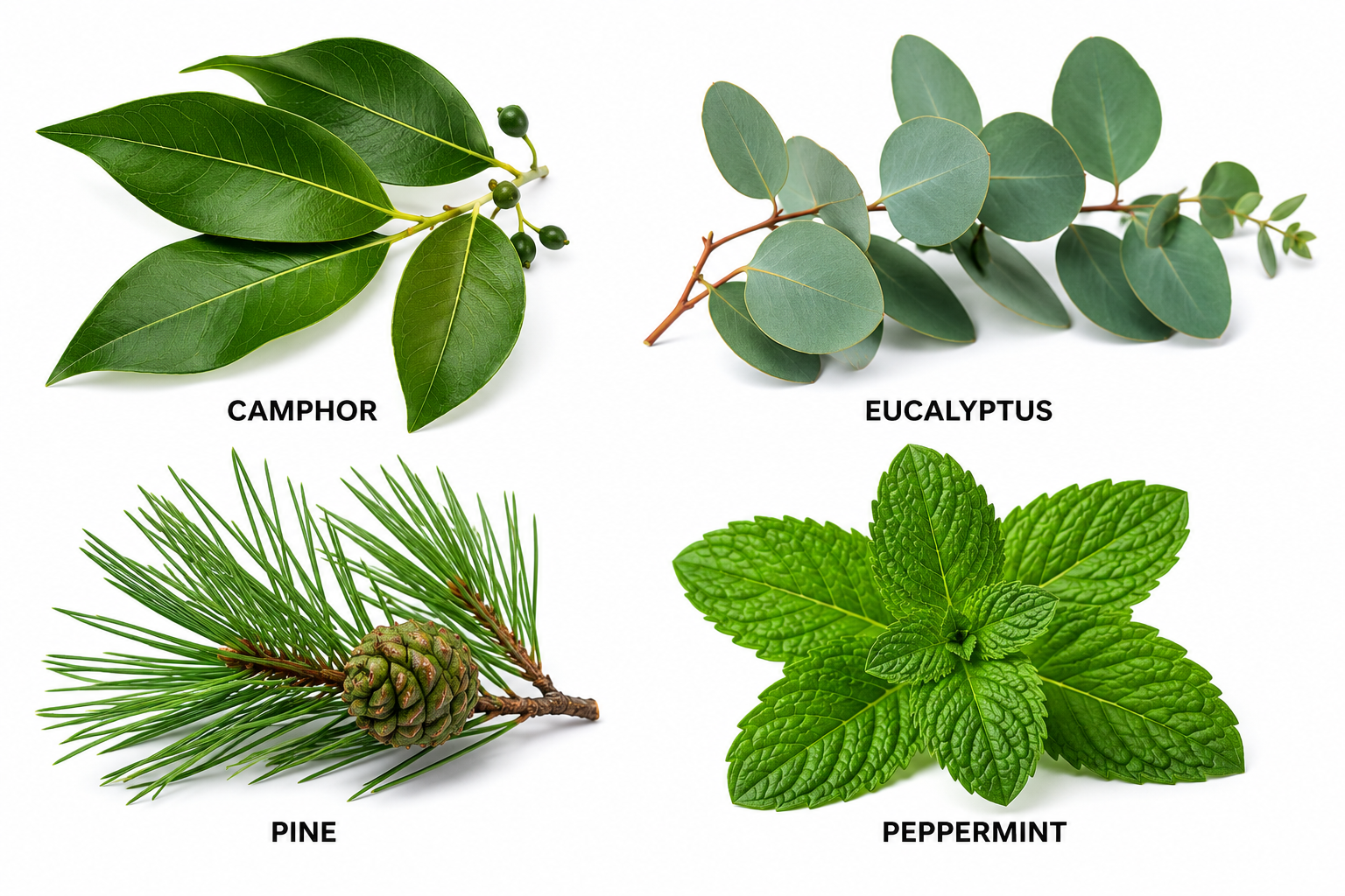 Natural ingredients in Formula 47